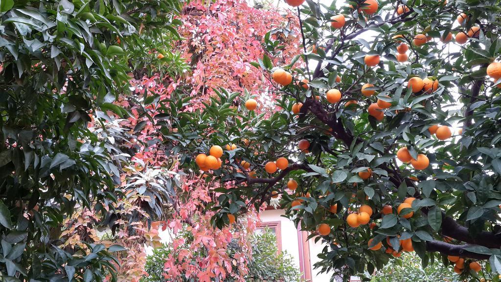 Citrus Garden Hotel Анталья Экстерьер фото